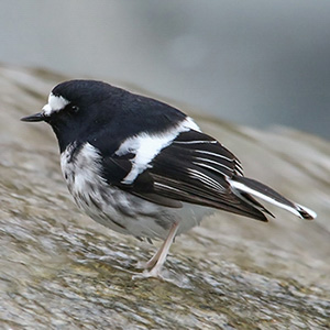 Little Forktail